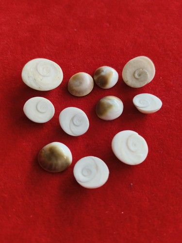 Lucky gomti chakra - gomti,